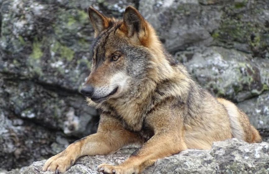 Dónde ver el lobo ibérico: 17 bosques donde observar al lobo en España