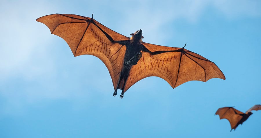 Respuesta a la propuesta del exterminio de murciélagos por el Covid-19