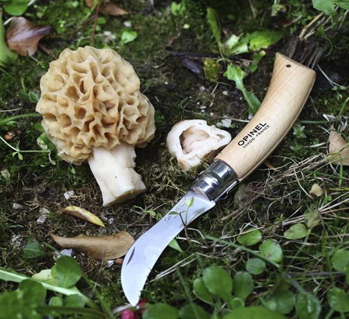 9 mushrooms for 3 mountain ranges: where to collect edible mushrooms in Cazorla, Segura and las Villas