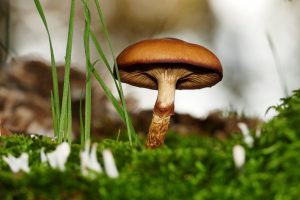 10 ideal places for mycotourism in Galicia