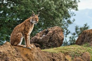 La recuperación del lince ibérico, nuestro felino más querido