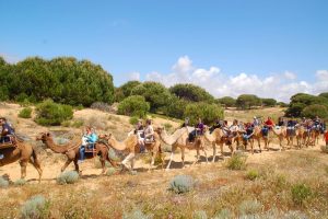 Paseo en camello por Doñana con Aires Africanos