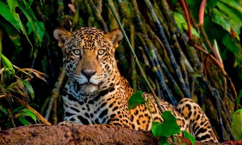 El rey de Costa Rica: el jaguar El rey de Costa Rica: el jaguar