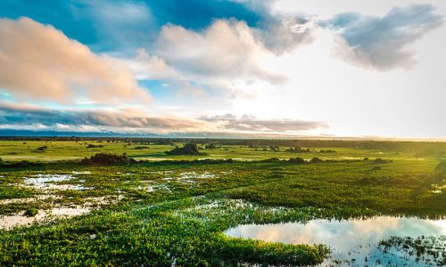Pantanal, el gran humedal de Brasil Pantanal, el gran humedal de Brasil